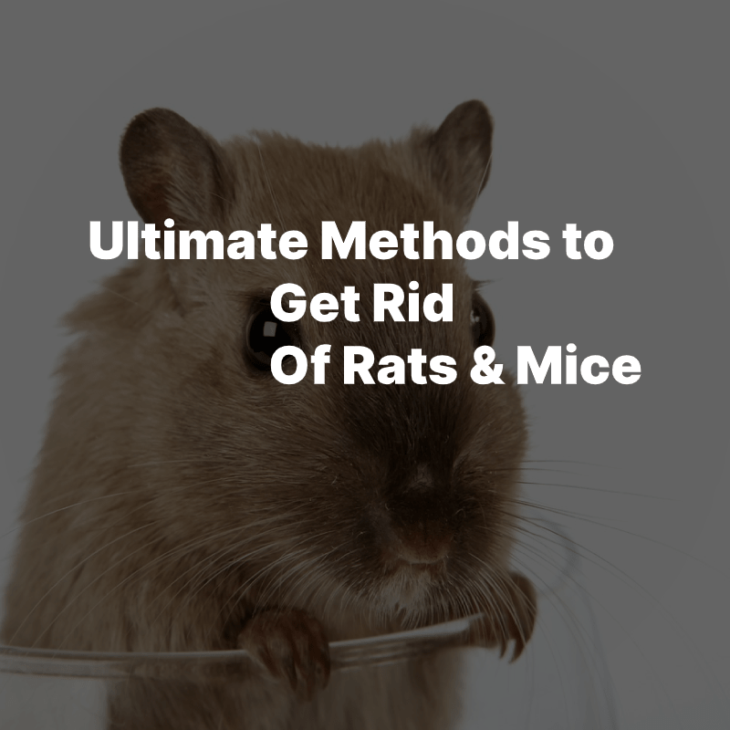 Get Rid Of Rats