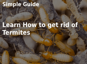 How to Get Rid of Termites
