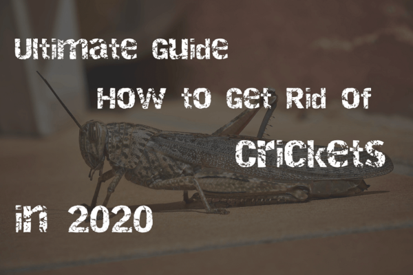 Ultimate Guide To Get Rid Of Crickets - 0 Pest