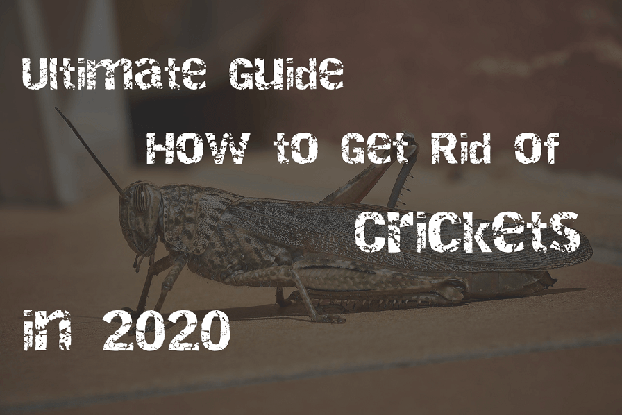 get rid of crickets