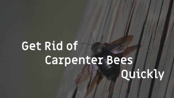 Quick Guide How To Get Rid Of Carpenter Bees Pest