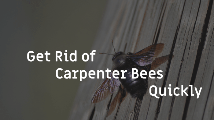 Get Rid of Carpenter Bees