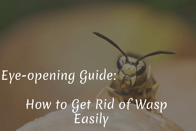 Get Rid of Wasp