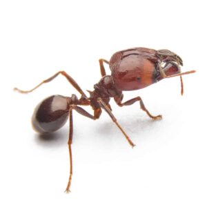 Argentine Ants FAQ