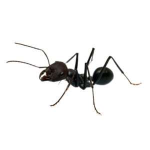 Big Black Ants FAQ