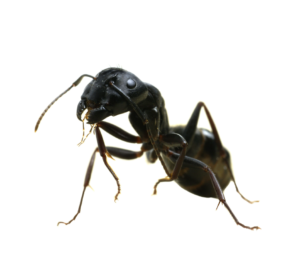 Bullet Ants FAQ