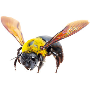 Carpenter Bee FAQ