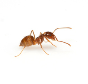 Crazy Ants FAQ