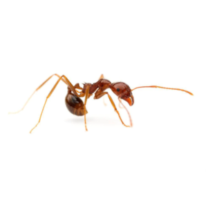 Ghost Ants FAQ