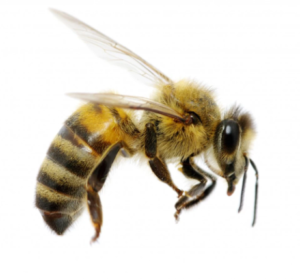 Honey Bee FAQ