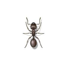 Pavement Ants FAQ