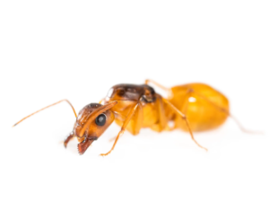 Yellow Ants FAQ