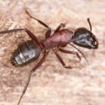 Big Carpenter Ant. Understanding Behavior and Habits of Carpenter Ants