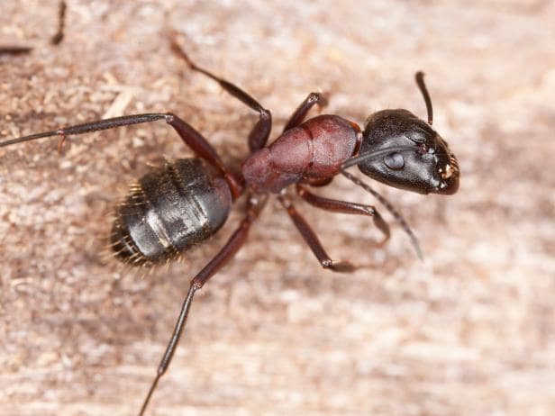 Big Carpenter Ant. Understanding Behavior and Habits of Carpenter Ants