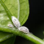 Tiny white bugs