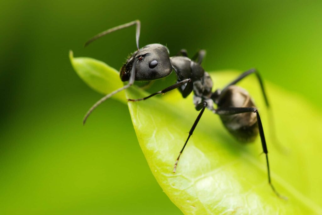 Black Ants FAQ