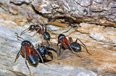 How to Get Rid of Carpenter Ants