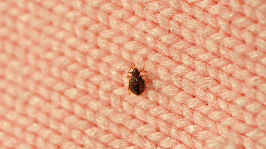 Bed Bugs FAQ
