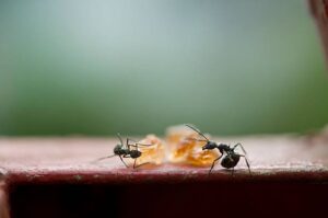 Two sugar ants eat a lump of sugar