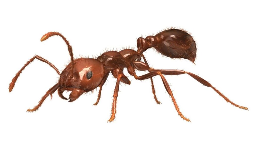 Fire Ants FAQ