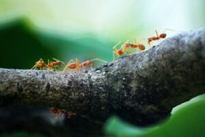 Fire ants on a tree branch