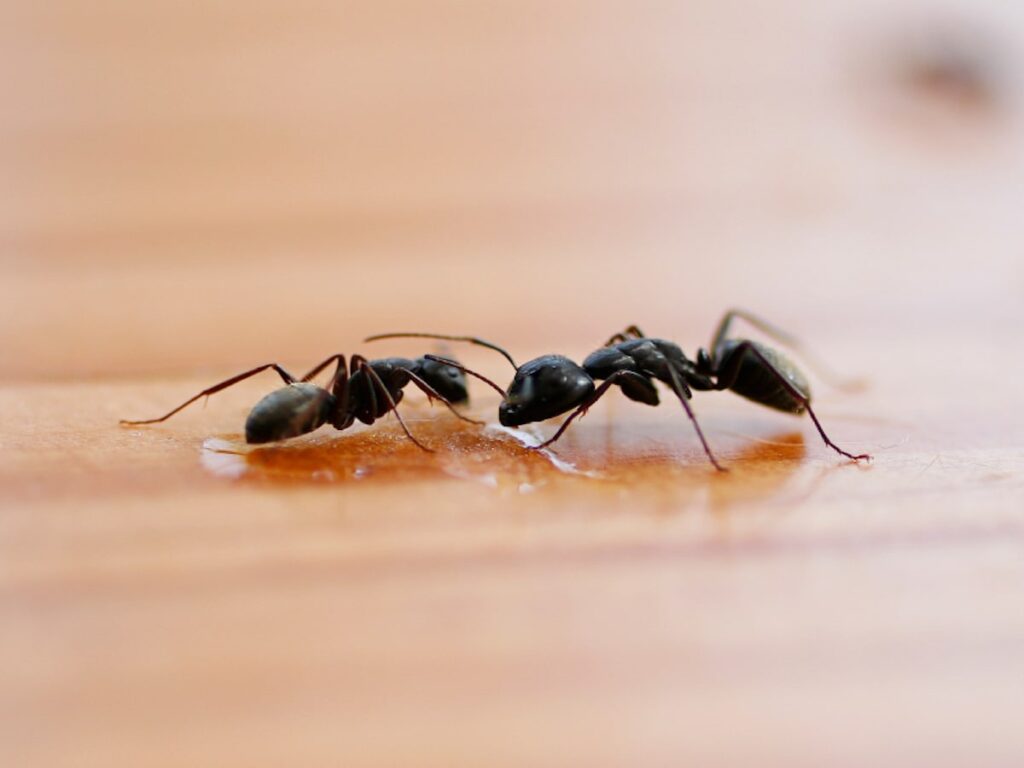 Two black ants eat sugar. How to Get Rid of Sugar Ants
