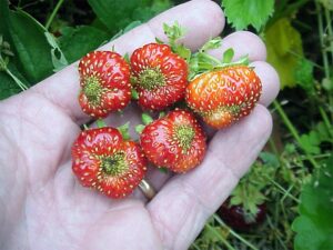 Strawberry Bugs FAQ