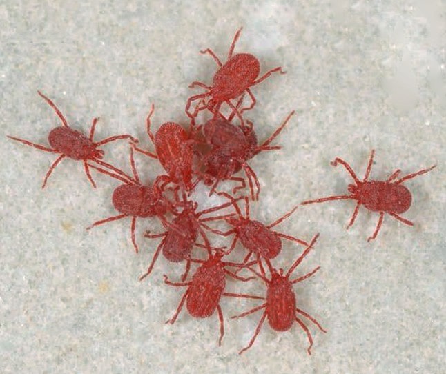 Tiny Red Bugs FAQ